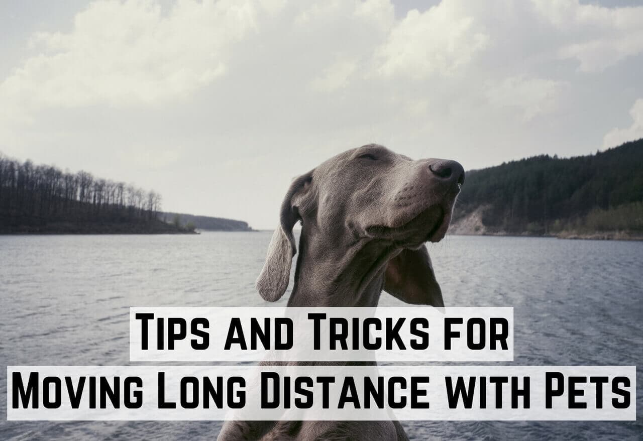 Tips and Tricks for Moving Long Distance with Pets